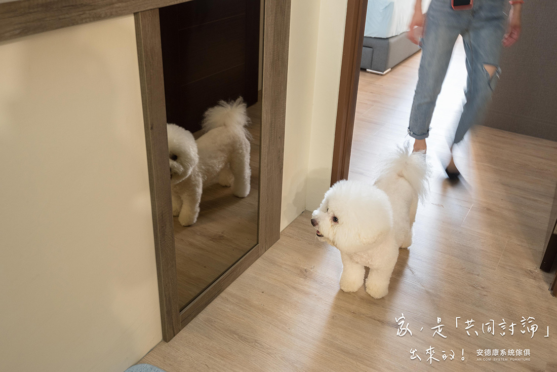 打造毛孩宅要注意的五大重點